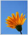 Gazania Splendens
